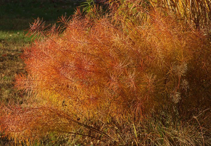 Photograph by Paul Westerveld. A 3.5-inch pot of Amsonia hubrichtii Blue Star is $17 from Plant Delights.